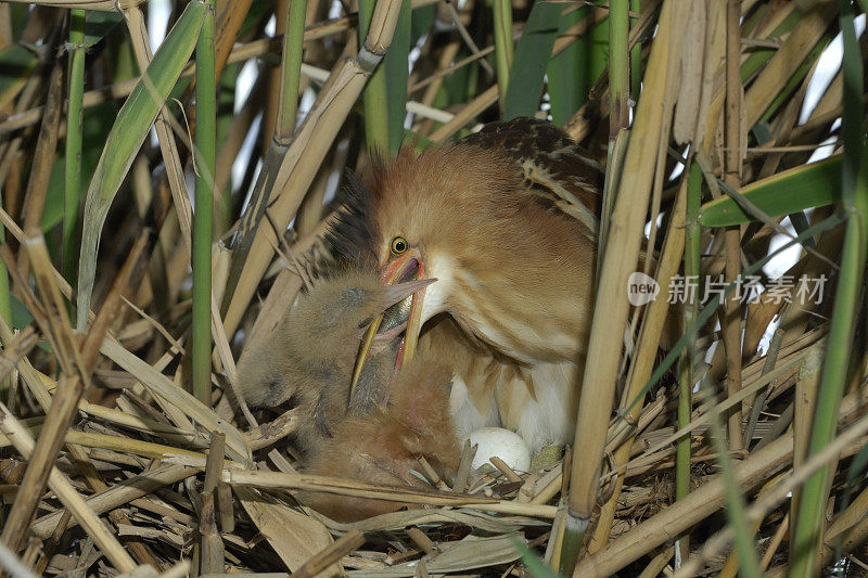 小麻鳽(Ixobrychus minutus)